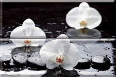 Composicion Wellness White 02