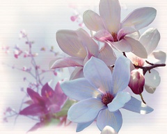 Decor Dana 2 pz Blanco