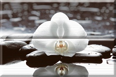 Composicion Wellness White 01