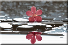 Composicion Wellness Red 01