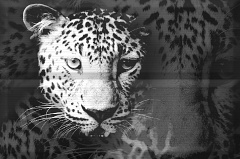 Composicion Leopard