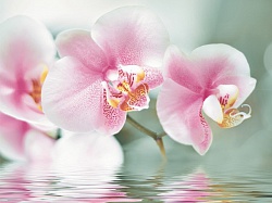 Brazil Orchiee
